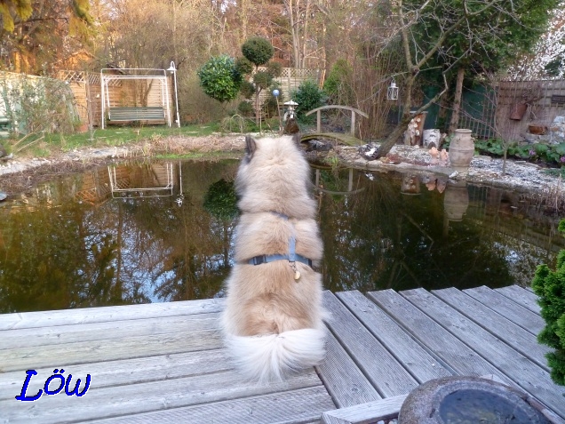 24.3.2019 - Dwix blickt über den Schwimmteich